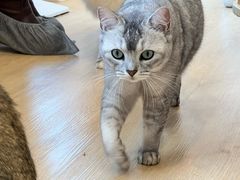 -有喵·猫咖·狗咖·40+猫狗有小奶狗(岗厦店)