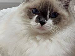 -伟伟宠物医院·瑞派猫友好医院·猫科(光谷店)