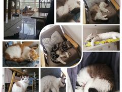 -有猫儿腻咖啡厅.猫咖