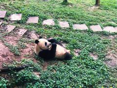 -中国大熊猫保护研究中心雅安碧峰峡基地