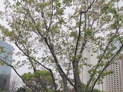-新虹桥中心花园