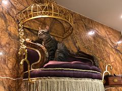 -more than meow吴止猫主题餐厅(承德 中船汇店)