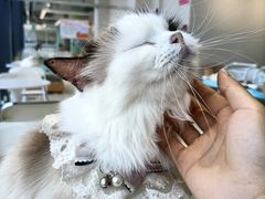 -怪兽屋·羊驼·猫咖·狗咖(俊华广场店)