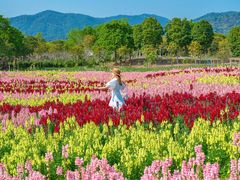 -天适樱花悠乐园