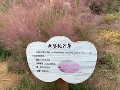 -羊亭河湿地公园