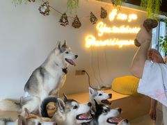 -Husky Go! 哈士奇体验馆·宠物咖啡厅狗咖