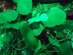 -韵秋荷(宝山龙湖天街店)
