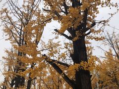 -两江幸福广场