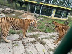 -深圳野生动物园