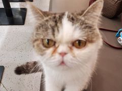 -喵园·猫主题咖啡厅·撸猫·猫咖(国贸店)