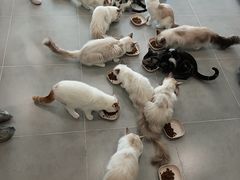 -有喵·猫咖·狗咖·30几只猫10只小狗(岗厦店)