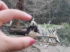 -都江堰中华大熊猫苑
