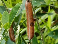 -黄埔油麻山森林公园