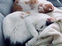 -安安宠医宠物医院·异宠·犬猫内科(岳阳分院)