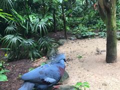 -新加坡飞禽公园