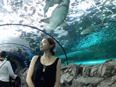 -悉尼海洋生物水族馆