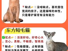 -lincat·猫舍(广州店)