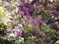 -深圳国际园林花卉博览园