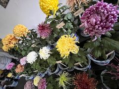 -杭州植物园
