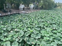 -阳澄湖半岛旅游度假区