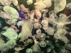 -海合安青岛极地海洋公园