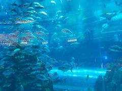 -迪拜水族馆及水下动物园