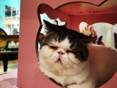 -猫小院猫主题餐厅(三里屯店)