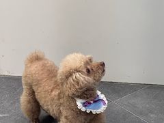 -仁普宠物诊所·中兽医·夜诊·狂犬免疫点(住友昌盛新苑店)