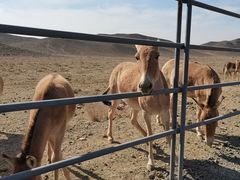 -新疆天山野生动物园