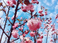 -天适樱花悠乐园