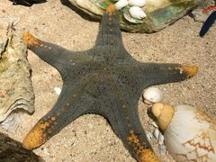 -悉尼海洋生物水族馆