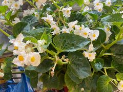 -双季花艺园艺市场(浦东店)