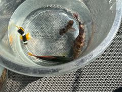 -小猫钓鱼海钓俱乐部(椰梦长廊店)