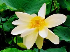 -莲花池公园