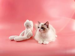 -comecome来吧宠物(奥克斯中心店)