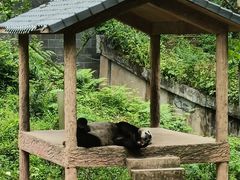 -碧峰峡风景区