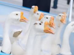 -金虹桥商场