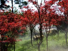 -广州市帽峰山景区