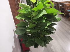 -土连锅·现熬养生汤锅(梁家巷店)