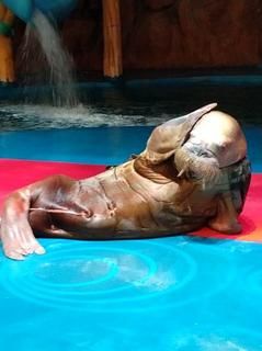 -烟台海昌鲸鲨海洋公园