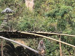 -西双版纳原始森林公园