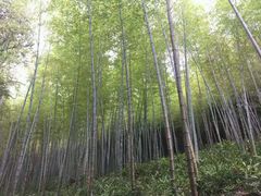 -广州市石门国家森林公园
