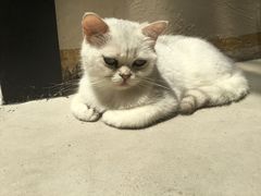-猫色咖啡·猫咖