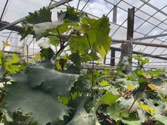 -马陆小张葡萄园农家乐