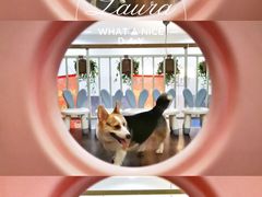 -柯斗斗主题餐厅·狗咖·围炉煮茶·茶饮(国瑞升平里店)