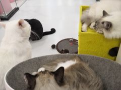 -糯米喵星人·撸猫猫舍咖啡馆(西市场嘉华店)