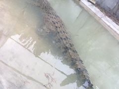 -深圳野生动物园