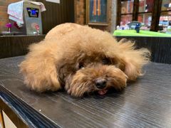 -more than meow吴止猫主题餐厅(承德 中船汇店)