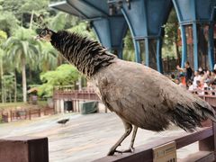 -西双版纳原始森林公园