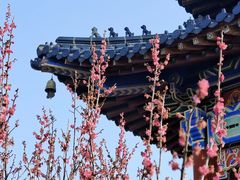 -梅花山(明孝陵内)